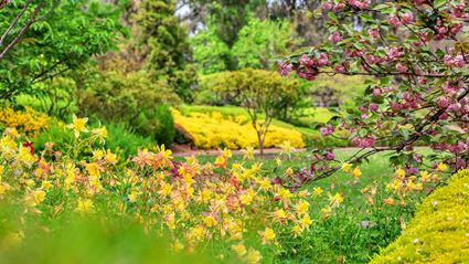 Japanese Garden - Cowra 